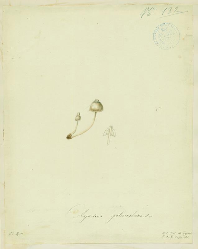 Mycène en casque ; champignon, Jean-Baptiste Barla, 19e siècle