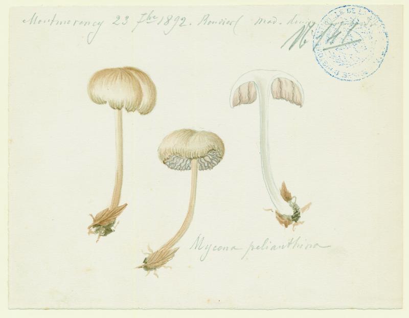 Mycène gris-violet ; Mycène pélianthine ; champignon, Charles Lombardi, 1892