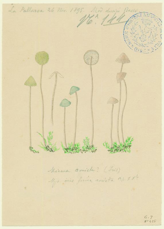 Mycène iris ; Mycène poudrée ; champignon, P. Basso, 1895