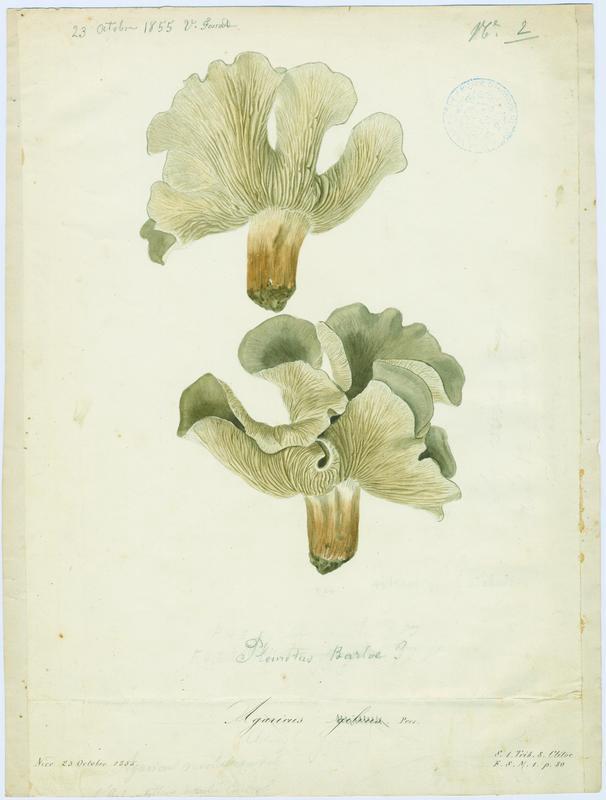 Clitocybe inversé des feuillus ; champignon, Vincent Fossat, 1855
