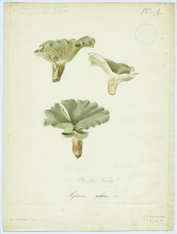 Clitocybe inversé des feuillus ; champignon, Vincent Fossat, 1855