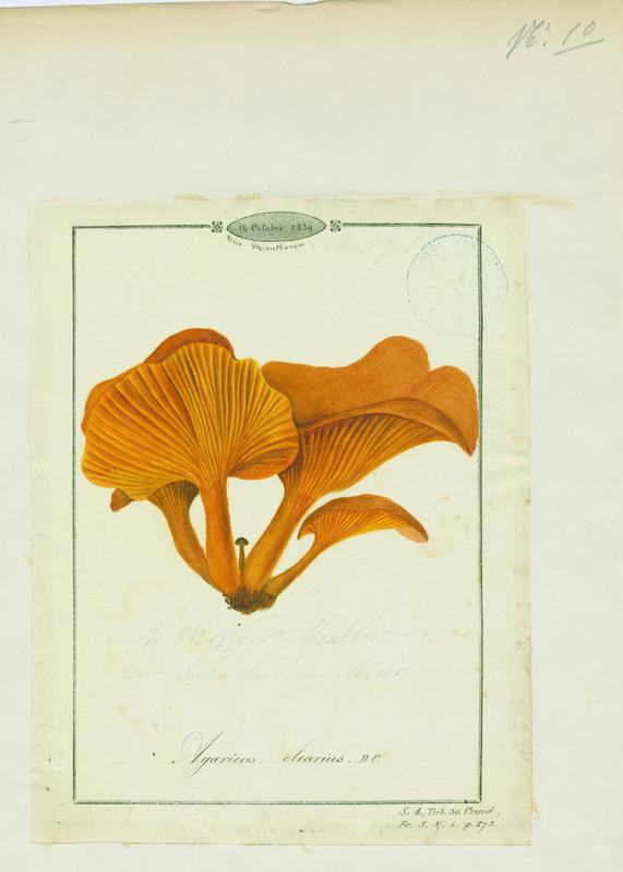 Faux-clitocybe de l'olivier ; champignon_0