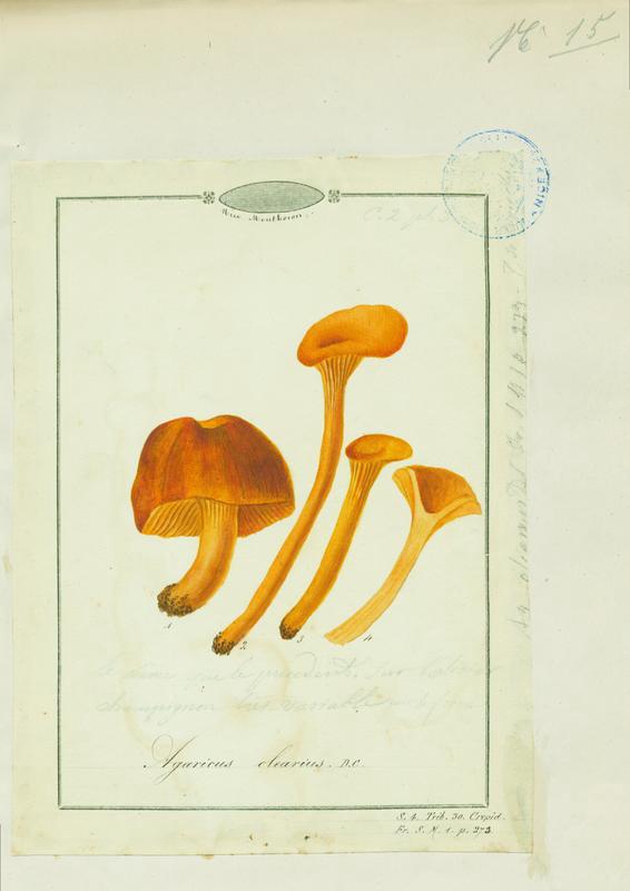 Faux-clitocybe de l'olivier ; champignon, Jean-Baptiste Barla, 19e siècle