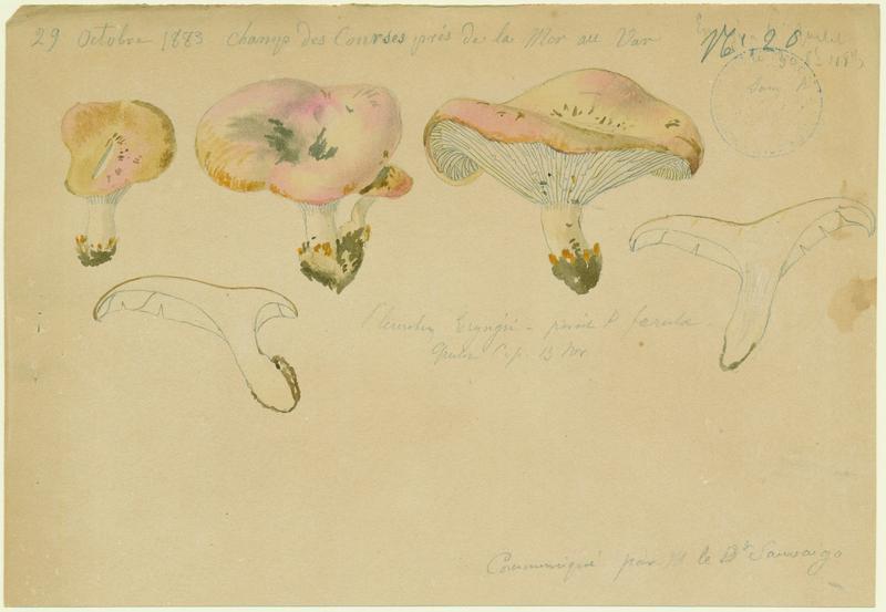 Pleurote du panicaut ; champignon, Jean-Baptiste Barla, 1883
