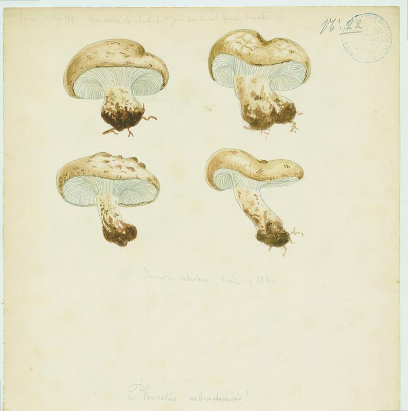 Pleurote ; champignon, Charles Lombardi, 1891