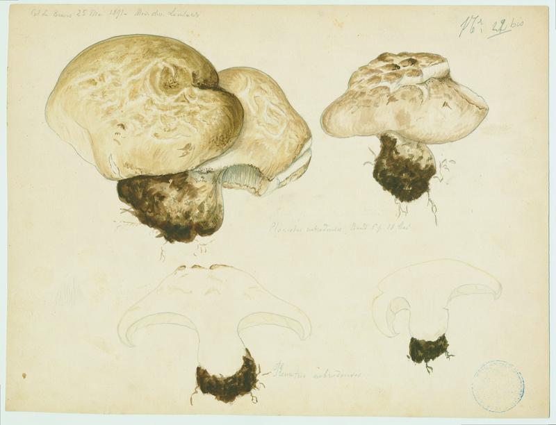 Pleurote ; champignon, Charles Lombardi, 1891