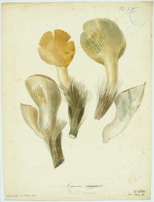 Pleurote du panicaut ; champignon, Jean-Baptiste Barla, 1844