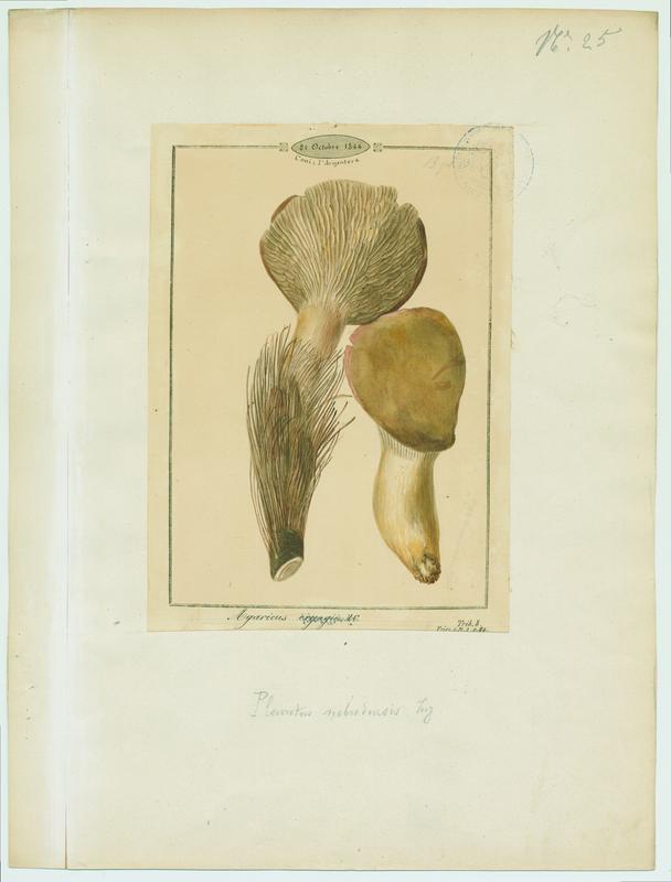 Pleurote du panicaut ; champignon, Jean-Baptiste Barla, 1844