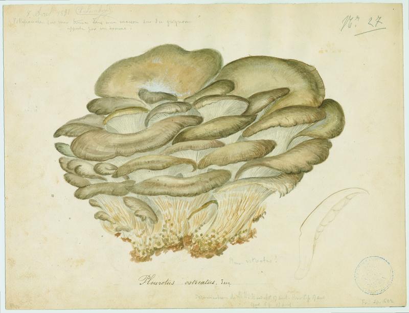 Pleurote en huître ; champignon, Charles Lombardi, 1891