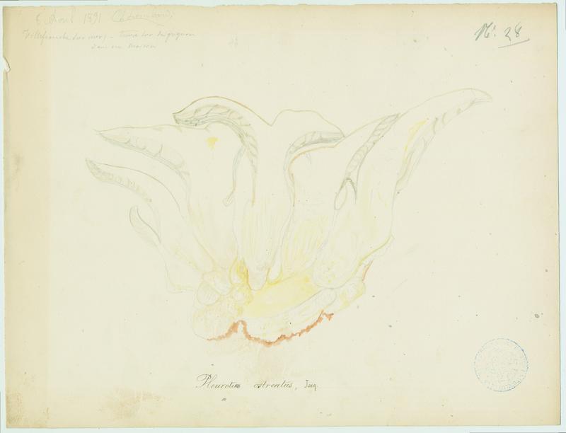 Pleurote en huître ; champignon, Charles Lombardi, 1891