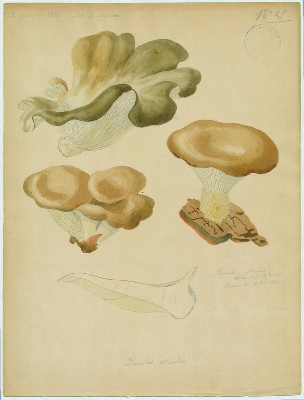 Pleurote en huître ; champignon, Jean-Baptiste Barla, 1883