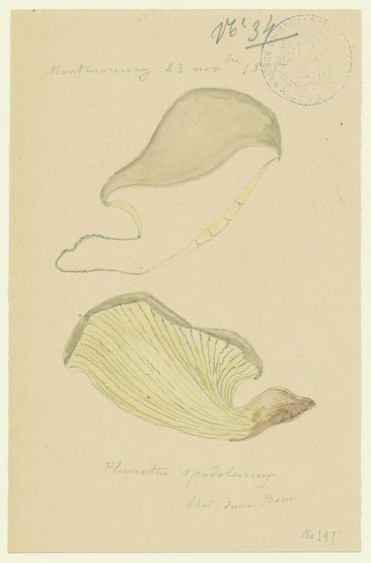 Pleurote en huitre ; champignon, P. Basso, 1895