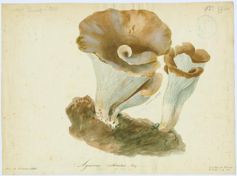 Pleurote en huître ; champignon, Jean-Baptiste Barla, 1865