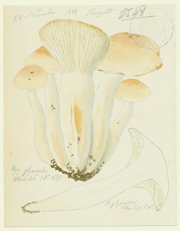 Hygrophore ; champignon, Jean-Baptiste Barla, 1889