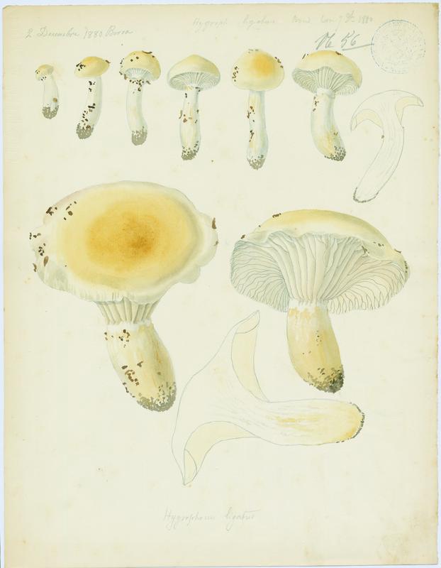 Hygrophore ; champignon, Jean-Baptiste Barla, 1880