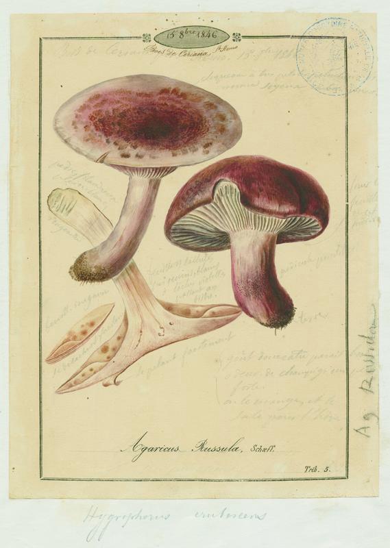 Hygrophore russule ; Roussoun ; champignon_0