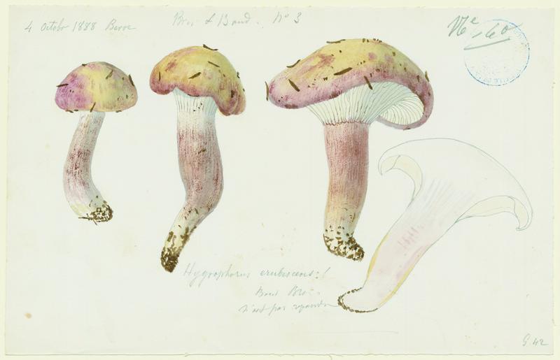 Hygrophore rougissant ; champignon, Jean-Baptiste Barla, 1888