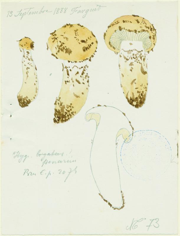 Hygrophore  ; champignon, Jean-Baptiste Barla, 1888