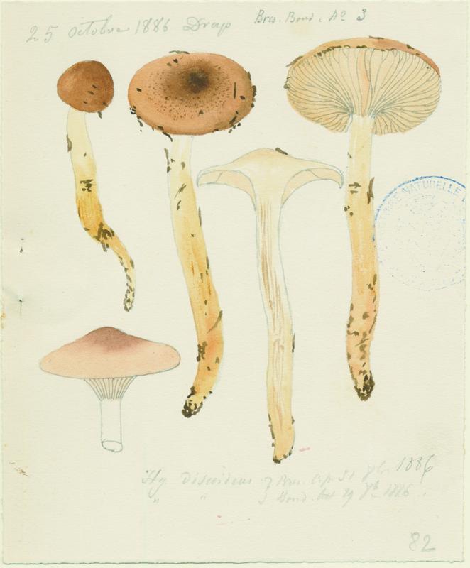 Hygrophore discoïde ; champignon, Jean-Baptiste Barla, 1886