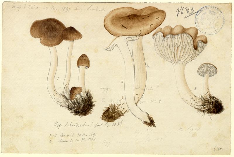 Hygrophore ; champignon, Charles Lombardi, 1891