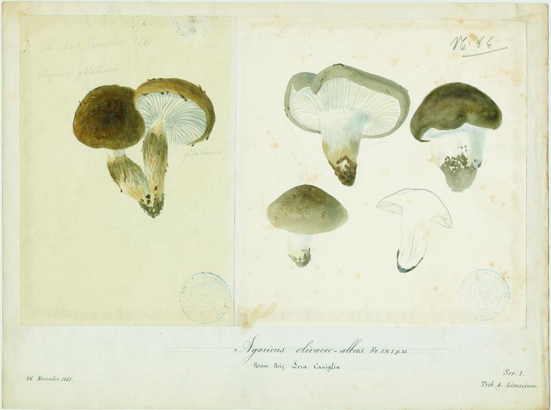 Hygrophore blanc olive ; Lera caniglia ; Eschiglient ; champignon, Jean-Baptiste Barla, 1861