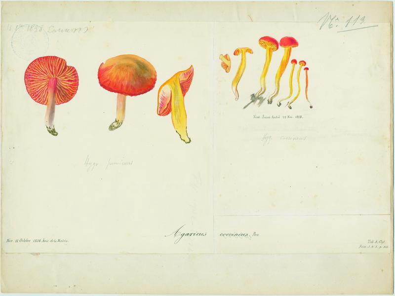 Agaric ; champignon, Jean-Baptiste Barla, 1858