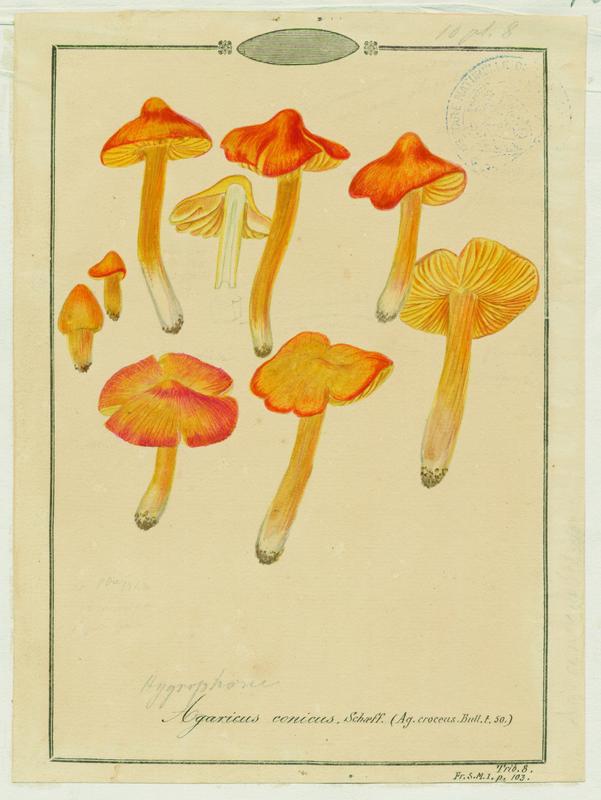 Hygrophore conique ; champignon_0