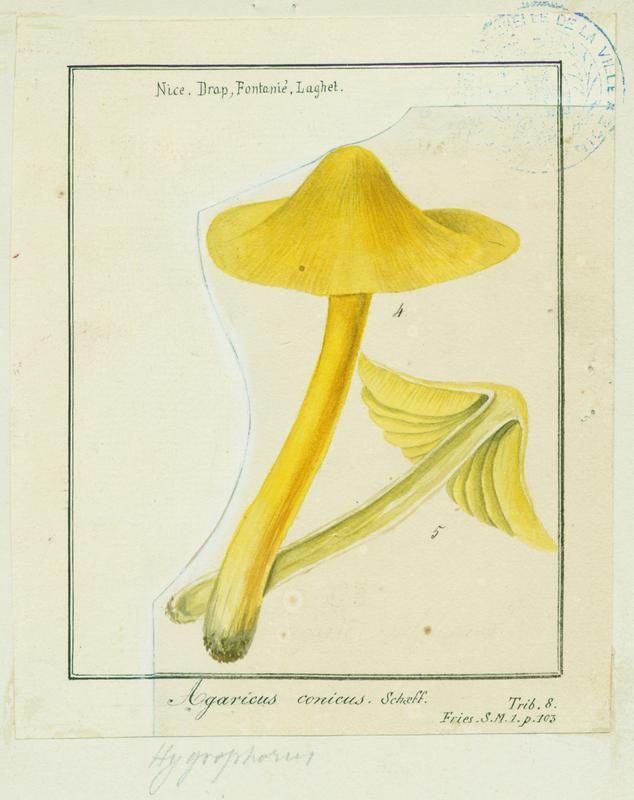 Hygrophore conique ; champignon, Jean-Baptiste Barla, 19e siècle