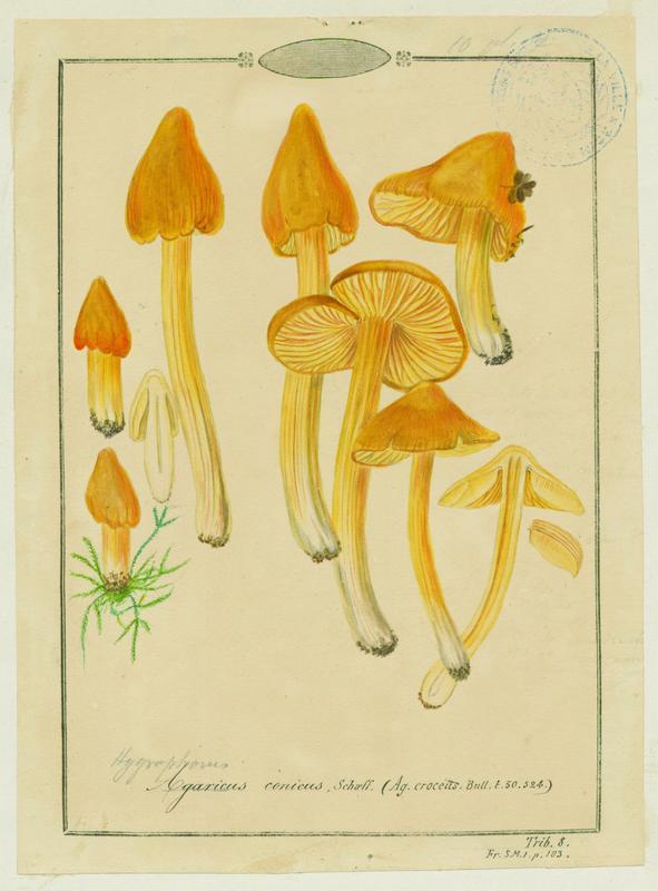Hygrophore conique ; champignon, Jean-Baptiste Barla, 19e siècle