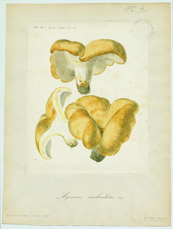 Lactaire à fossettes ; champignon, Vincent Fossat, 1858