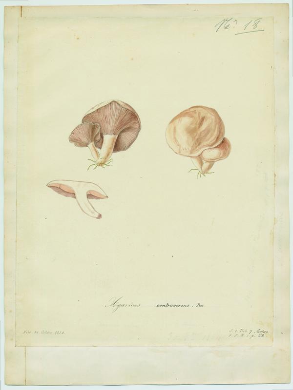 Lactaire des peupliers ; champignon, Jean-Baptiste Barla, 1854