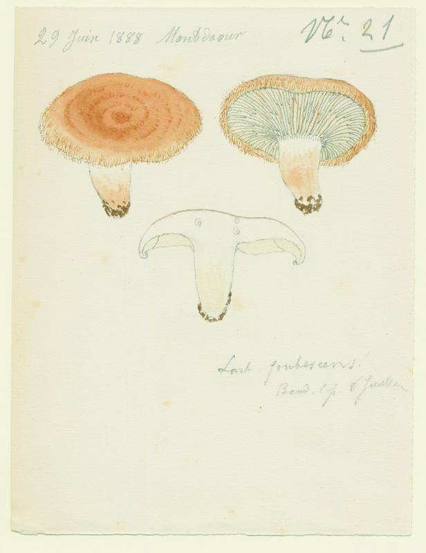 Lactaire pubescent ; champignon, Jean-Baptiste Barla, 1888