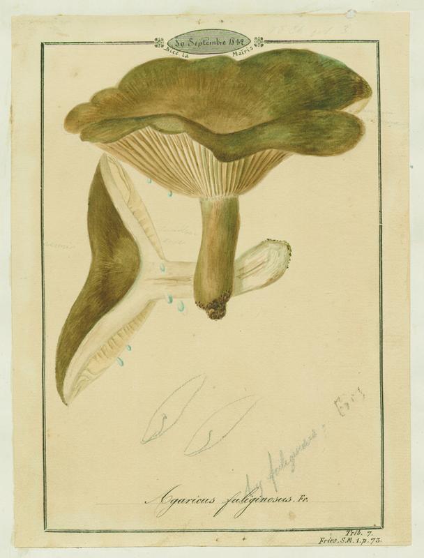 Lactaire fuligineux ; champignon_0