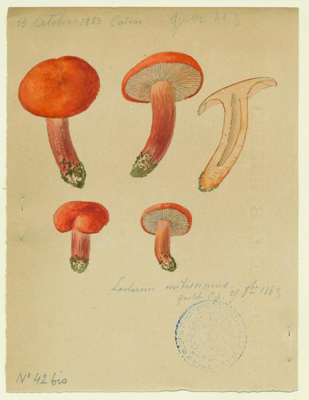Lactaire orangé ; champignon, Jean-Baptiste Barla, 1883