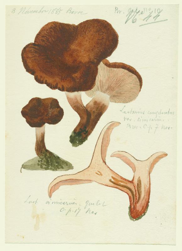 Lactaire à odeur de chicorée ; Lactaire camphré ; champignon_0