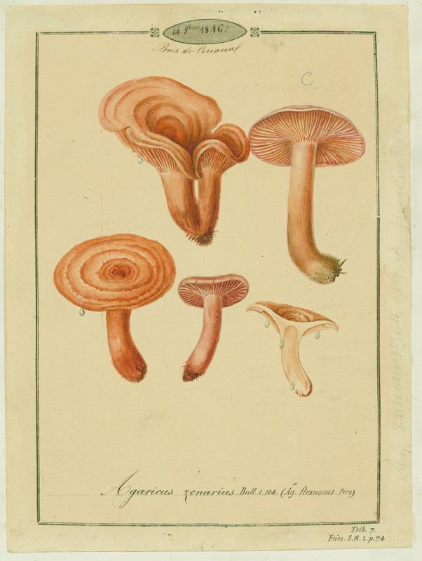 Lactaire zoné ; champignon, Jean-Baptiste Barla, 1846