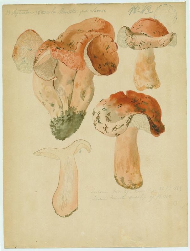 Lactaire trivial ; champignon, Jean-Baptiste Barla, 1883