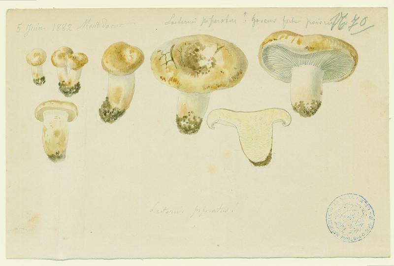 Lactaire poivré ; champignon_0