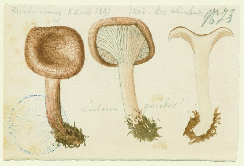 Lactaire à odeur de punaise ; champignon, Charles Lombardi, 1891