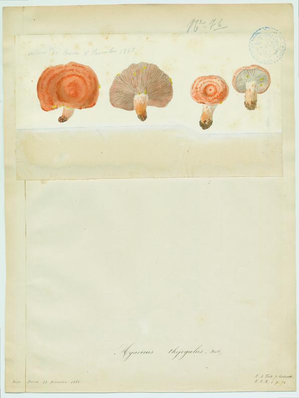 Lactaire à lait jaune d'or ; champignon, Jean-Baptiste Barla, 1861