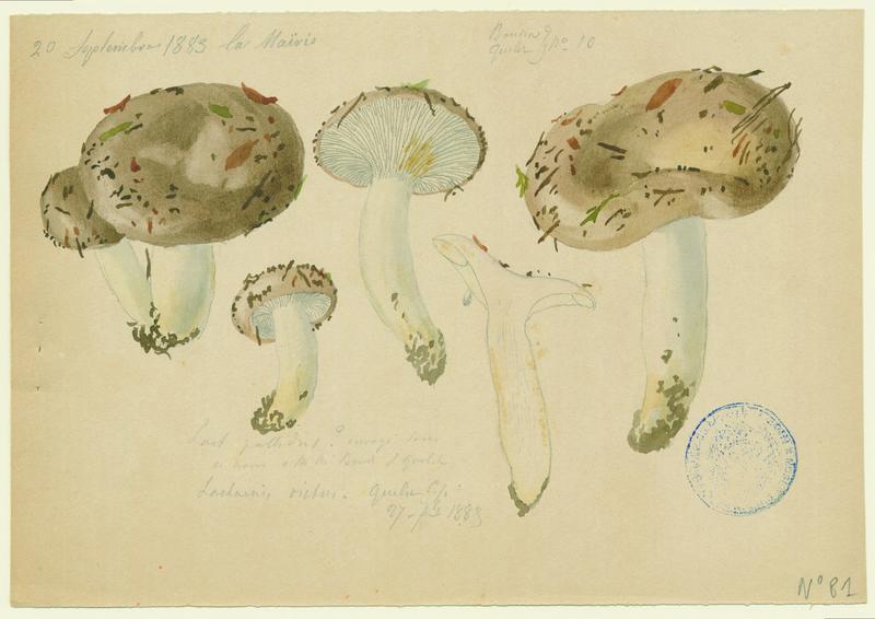 Lactaire fané ; champignon, Jean-Baptiste Barla, 1883