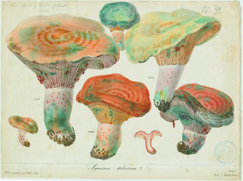 Lactaire délicieux ; champignon, Vincent Fossat, 1864
