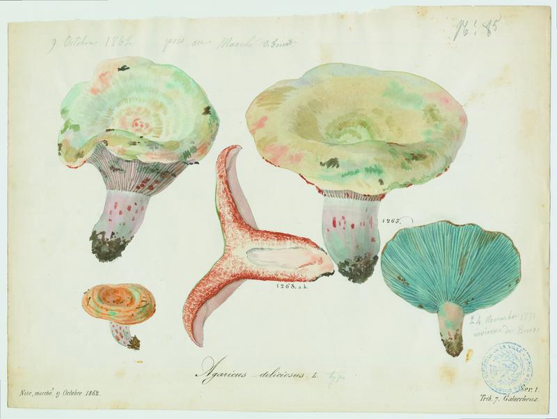 Lactaire délicieux ; champignon, Vincent Fossat, 1862