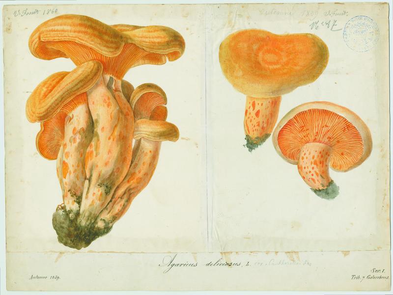 Lactaire délicieux ; champignon, Vincent Fossat, 1859
