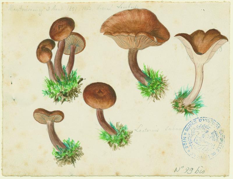 Lactaire chagriné ; champignon, Charles Lombardi, 1891