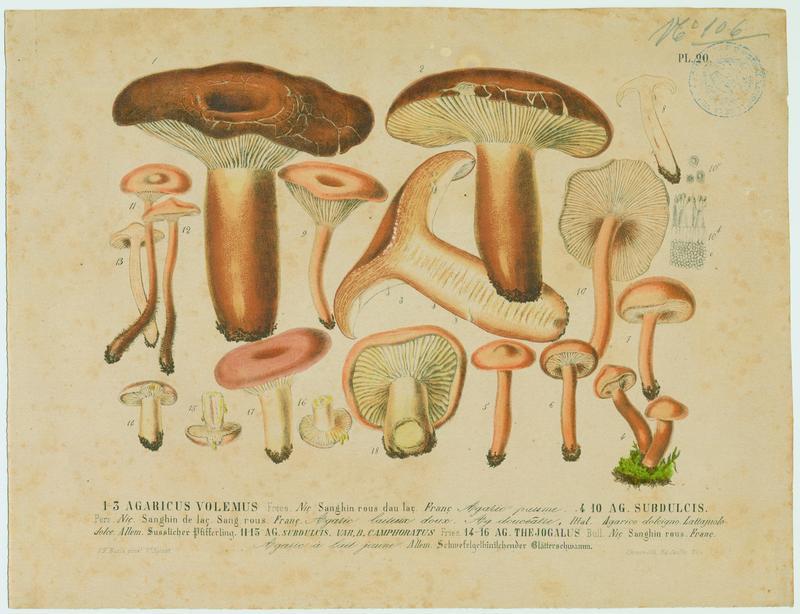 Lactaire à lait jaunissant ; champignon, Vincent Fossat, 19e siècle