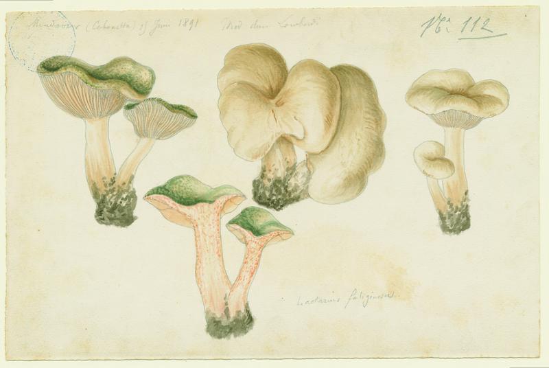 Lactaire fuligineux ; champignon, Charles Lombardi, 1891