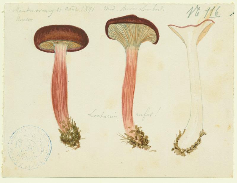 Lactaire roux ; champignon, Charles Lombardi, 1891