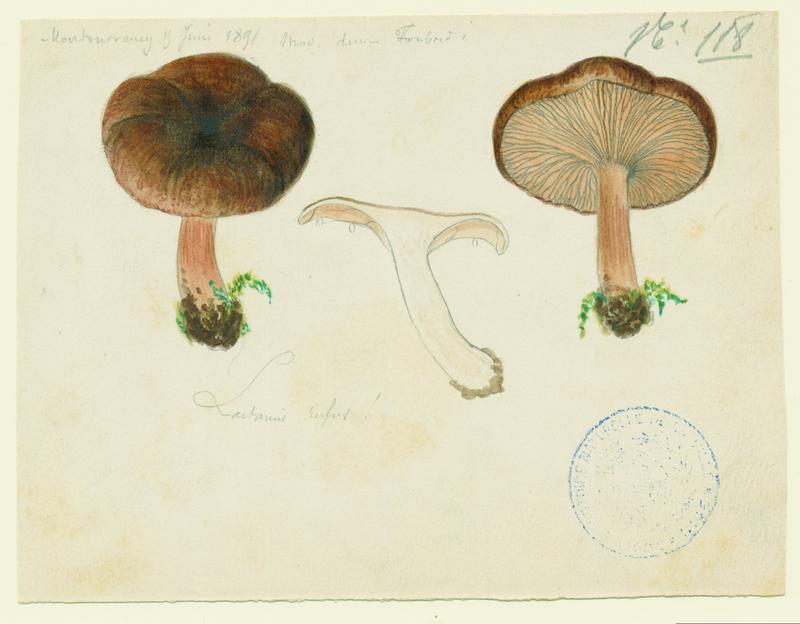Lactaire roux ; champignon, Charles Lombardi, 1891