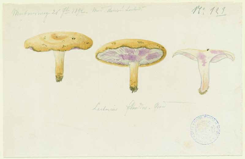 Lactaire jaunâtre ; champignon, Charles Lombardi, 1892